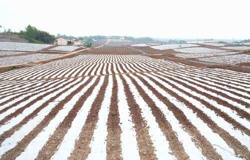 新建農膜項目年產能不低于1萬噸