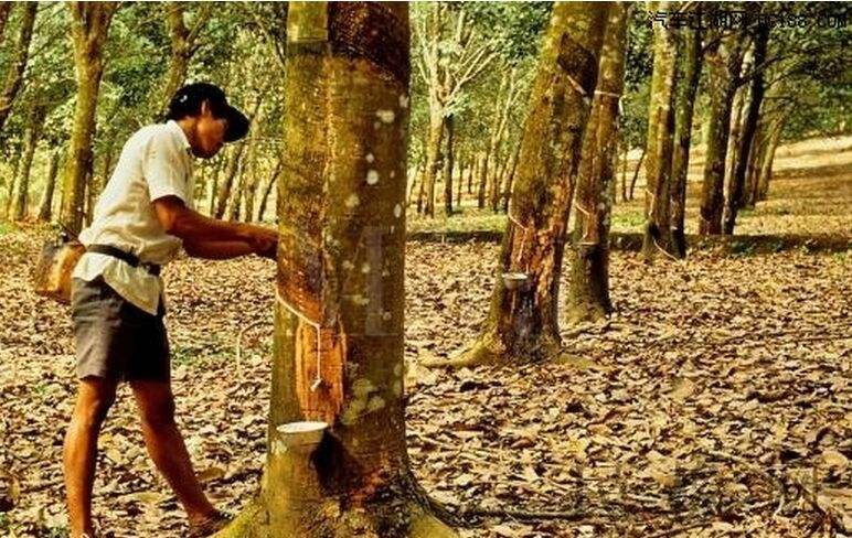 越南橡膠進(jìn)出口中國市場呈現(xiàn)出下降趨勢